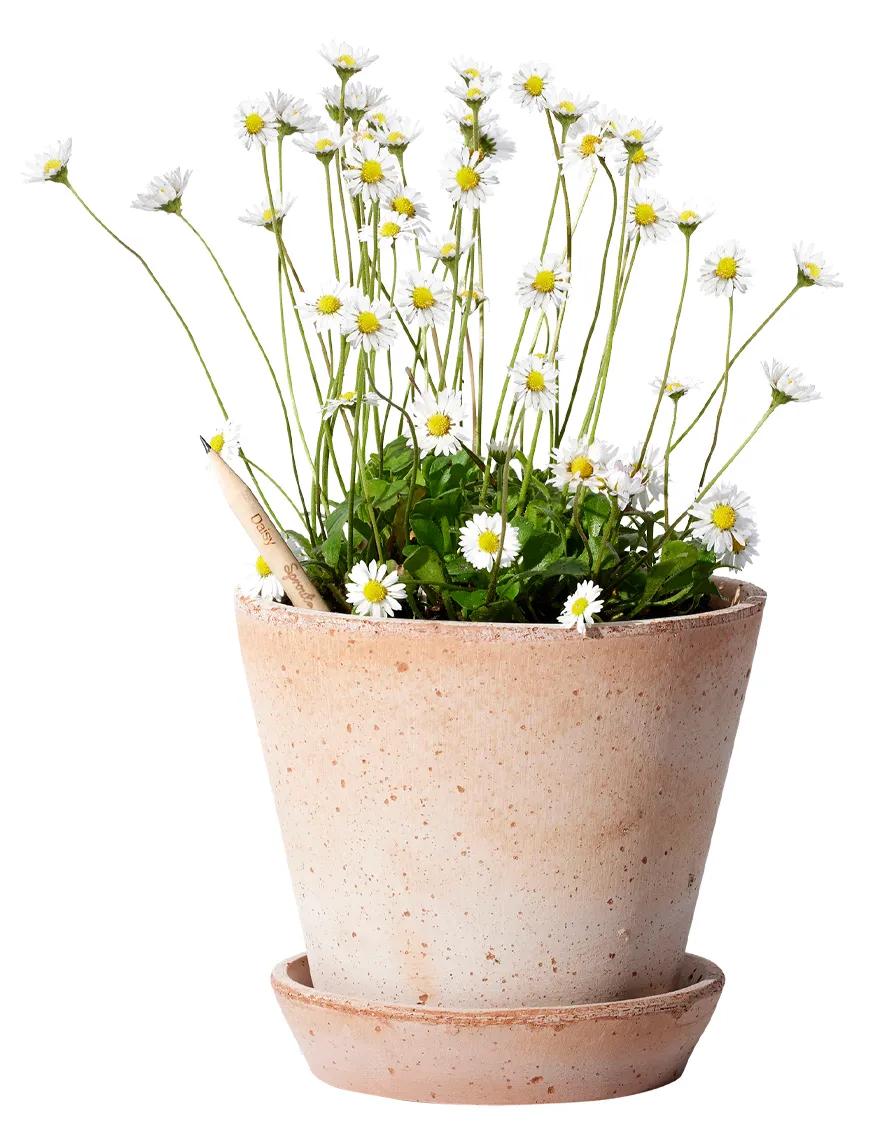 SproutWorld™ Pencil 40 of 81