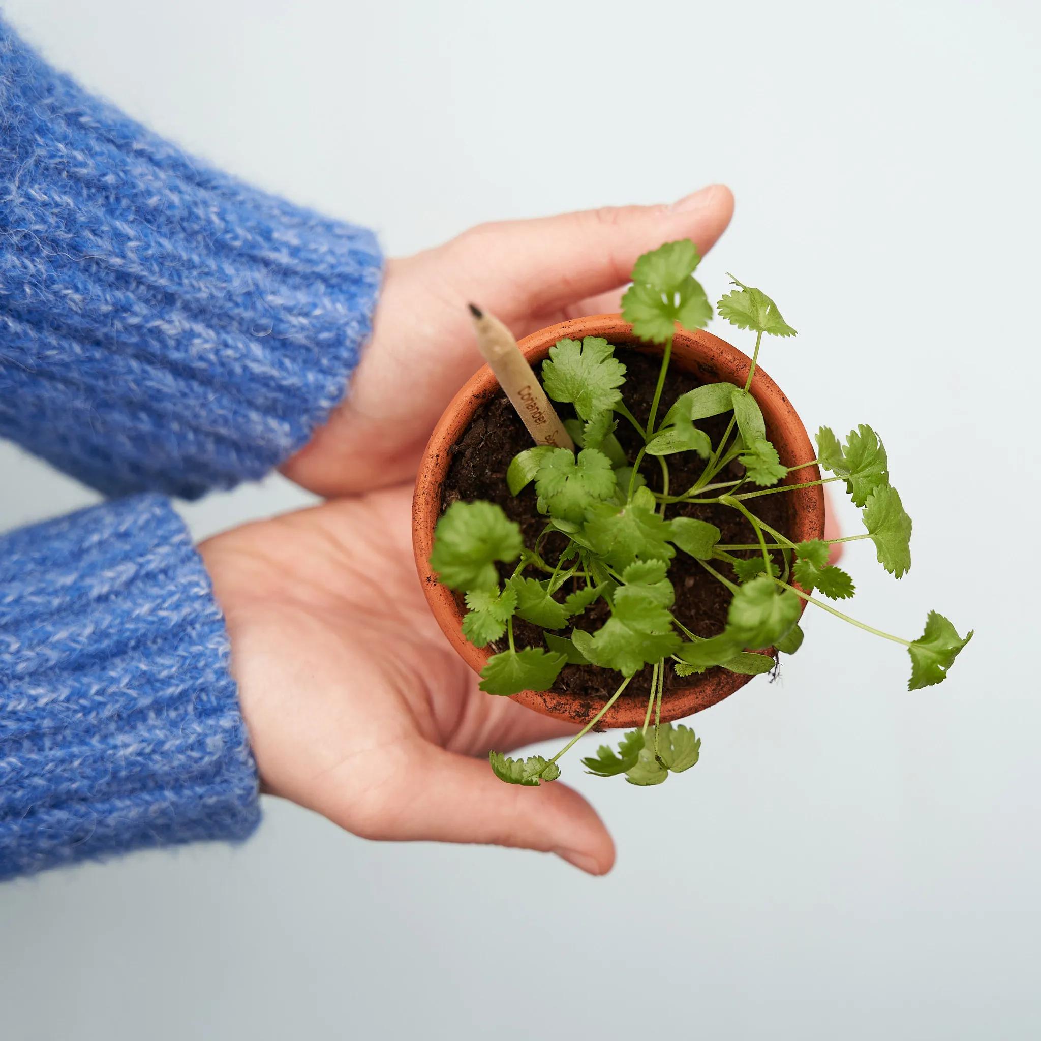 SproutWorld™ Pencil 67 of 81