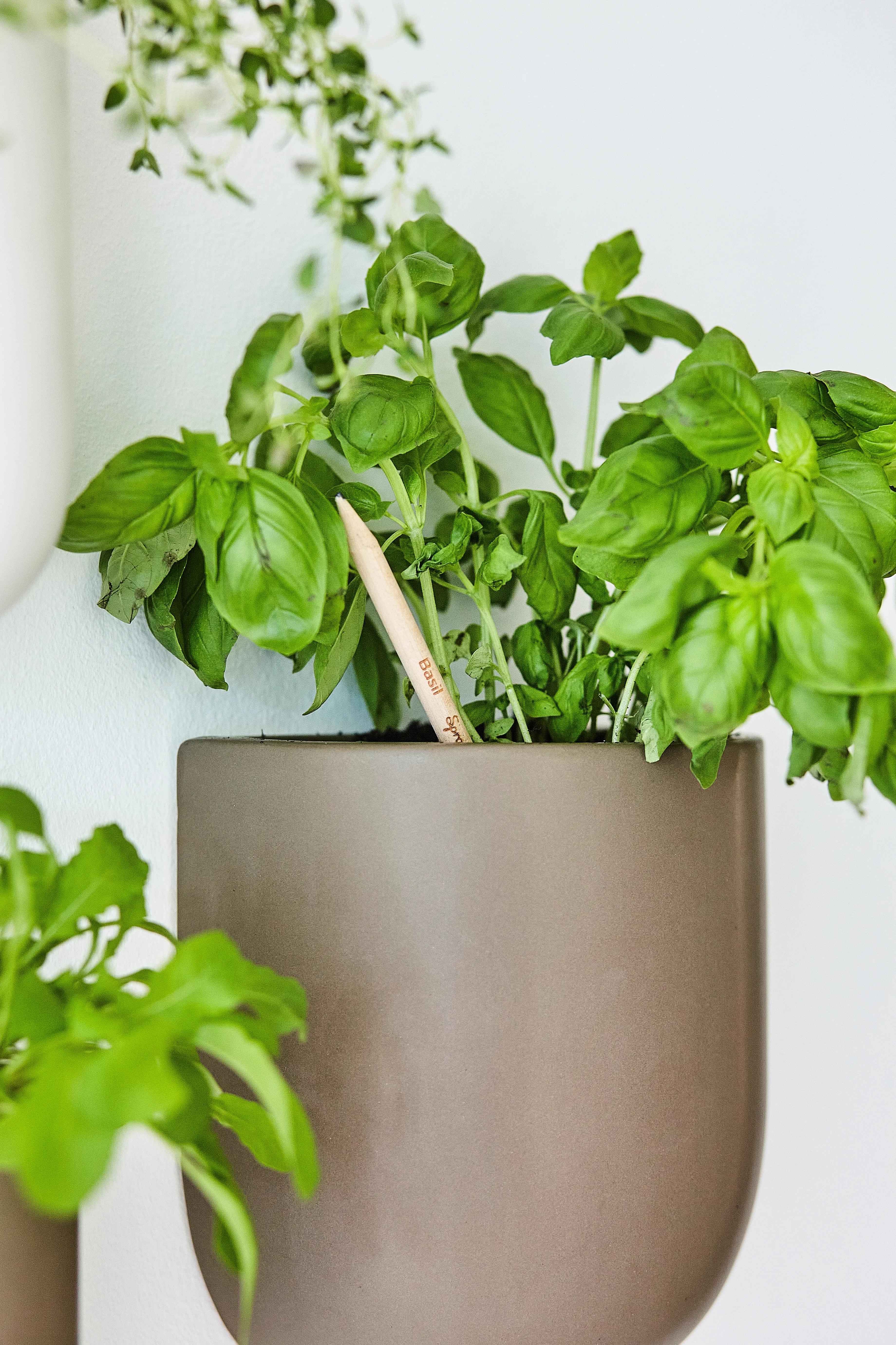 SproutWorld™ Pencil 31 of 81