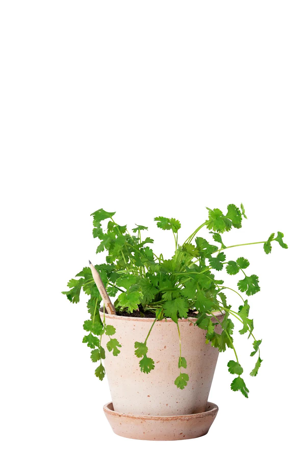 SproutWorld™ Pencil 74 of 81