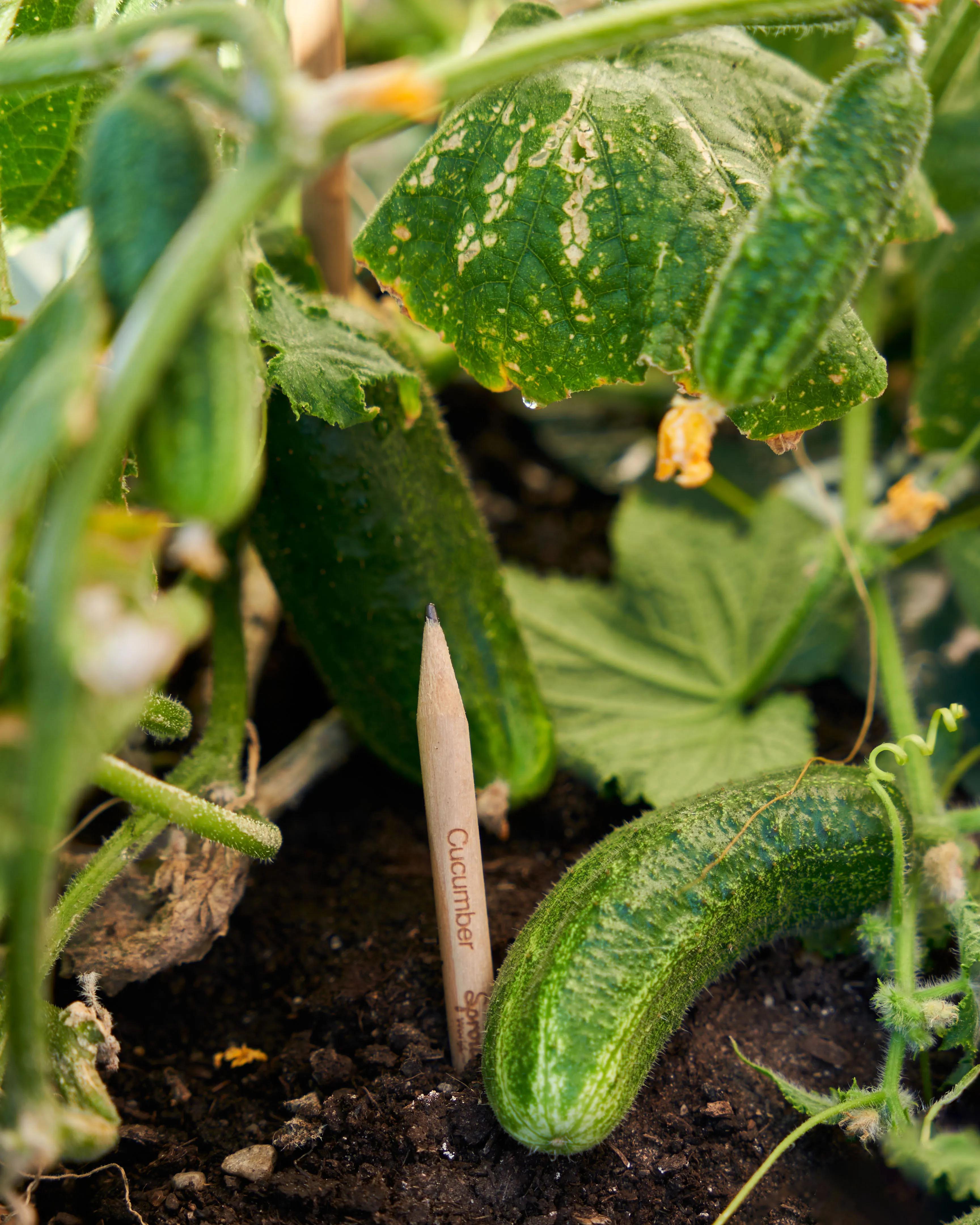 SproutWorld™ Pencil 41 of 81