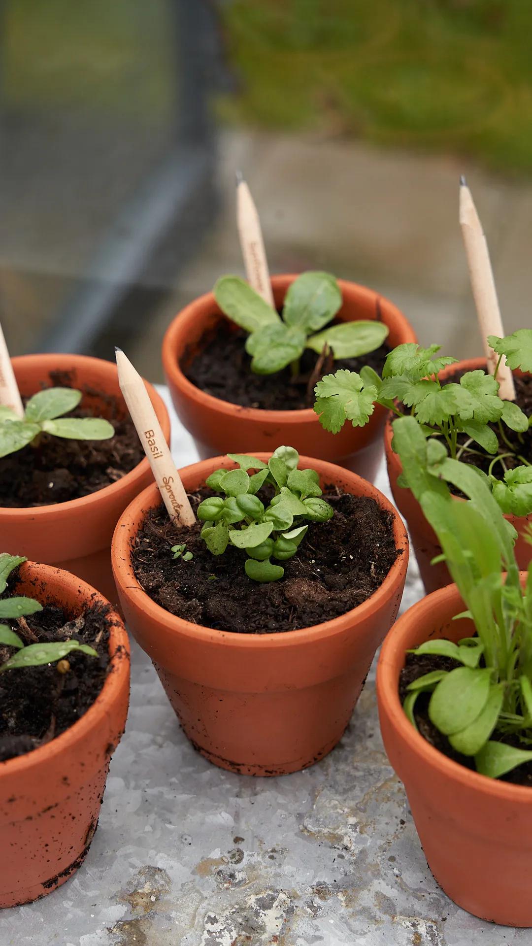 SproutWorld™ Pencil 33 of 81