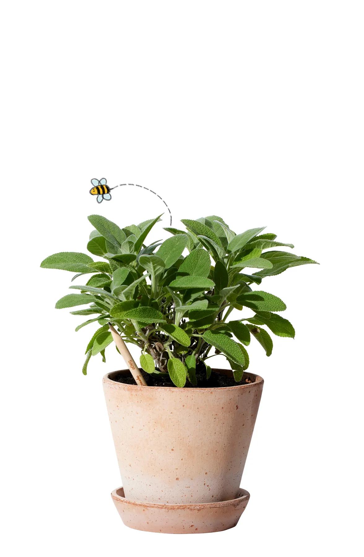 SproutWorld™ Pencil 77 of 81