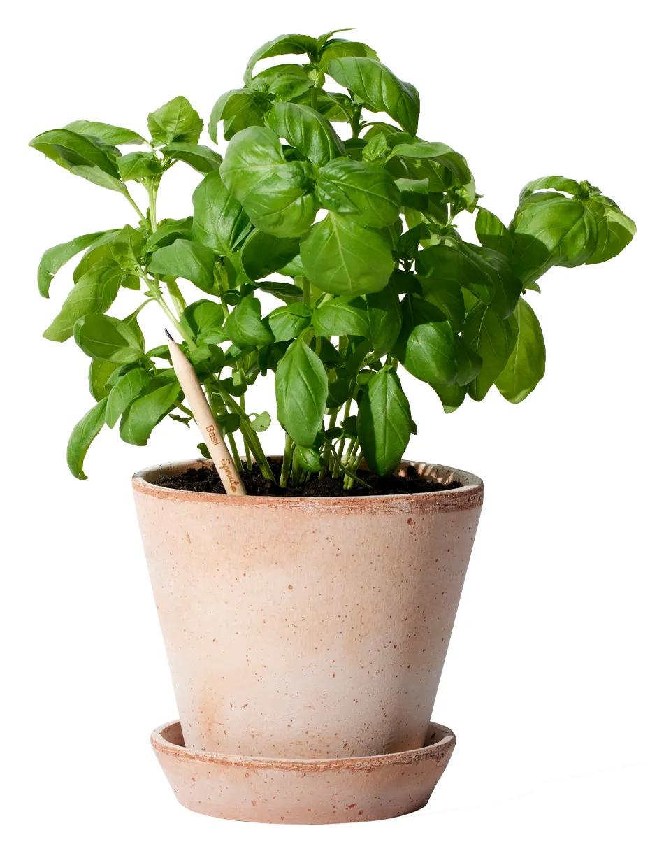 SproutWorld™ Pencil 39 of 81