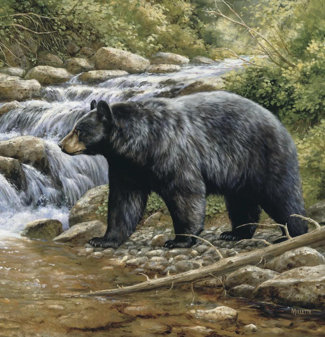 Wildlife Art 34 of 62