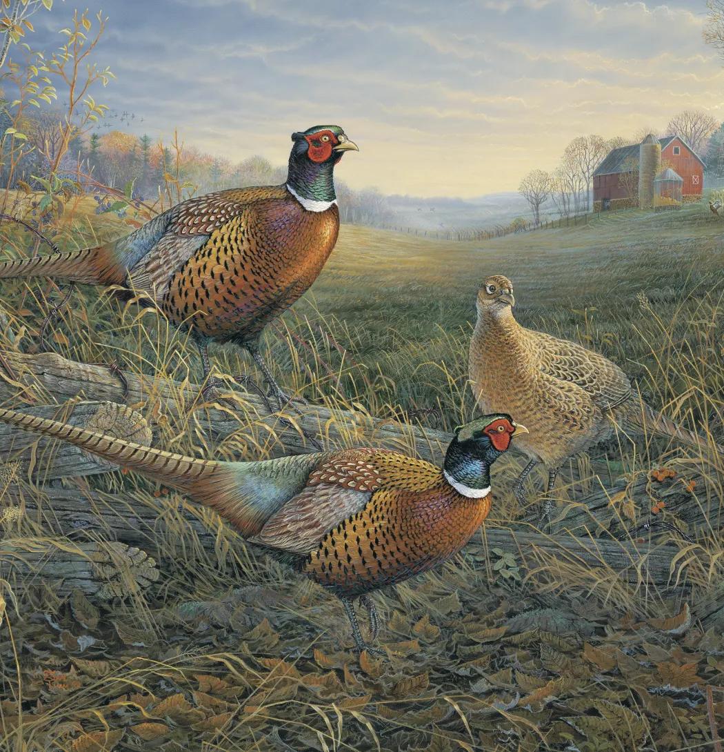 Wildlife Art 36 of 62