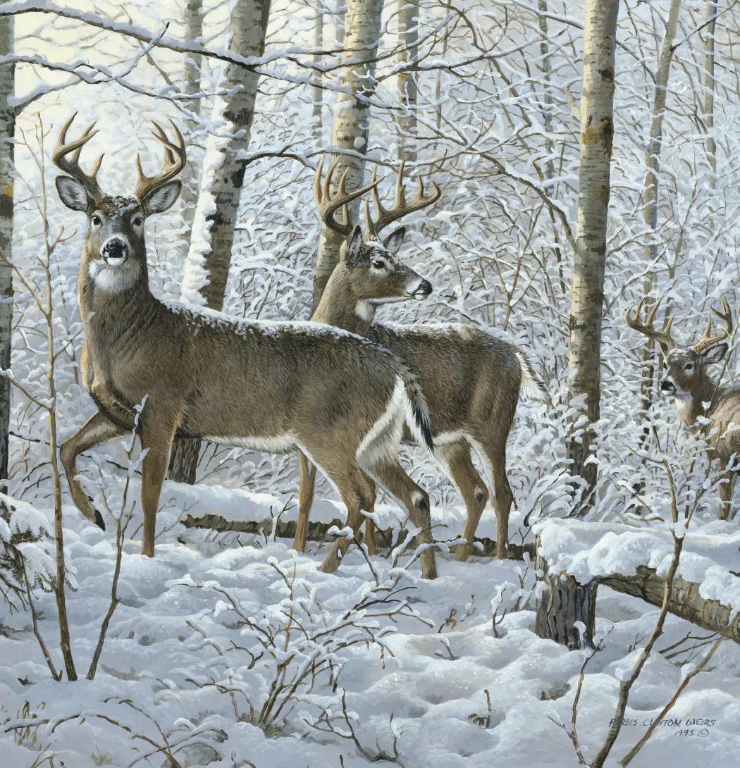 Wildlife Art 28 of 62