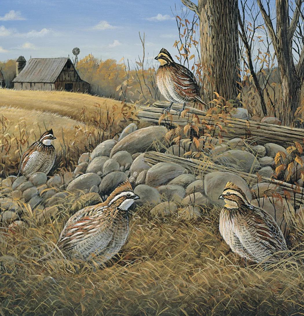 Wildlife Art 38 of 62