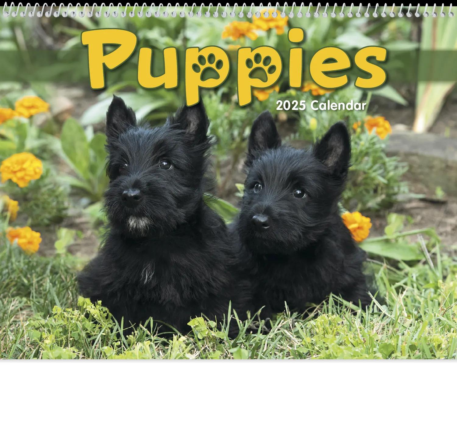 Puppies 13 of 84