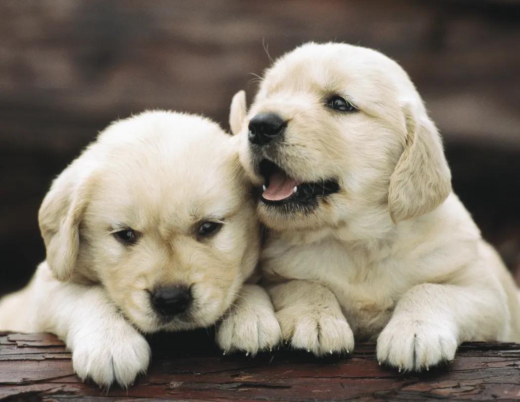Triumph® Calendars Puppies Calendar 78 of 124