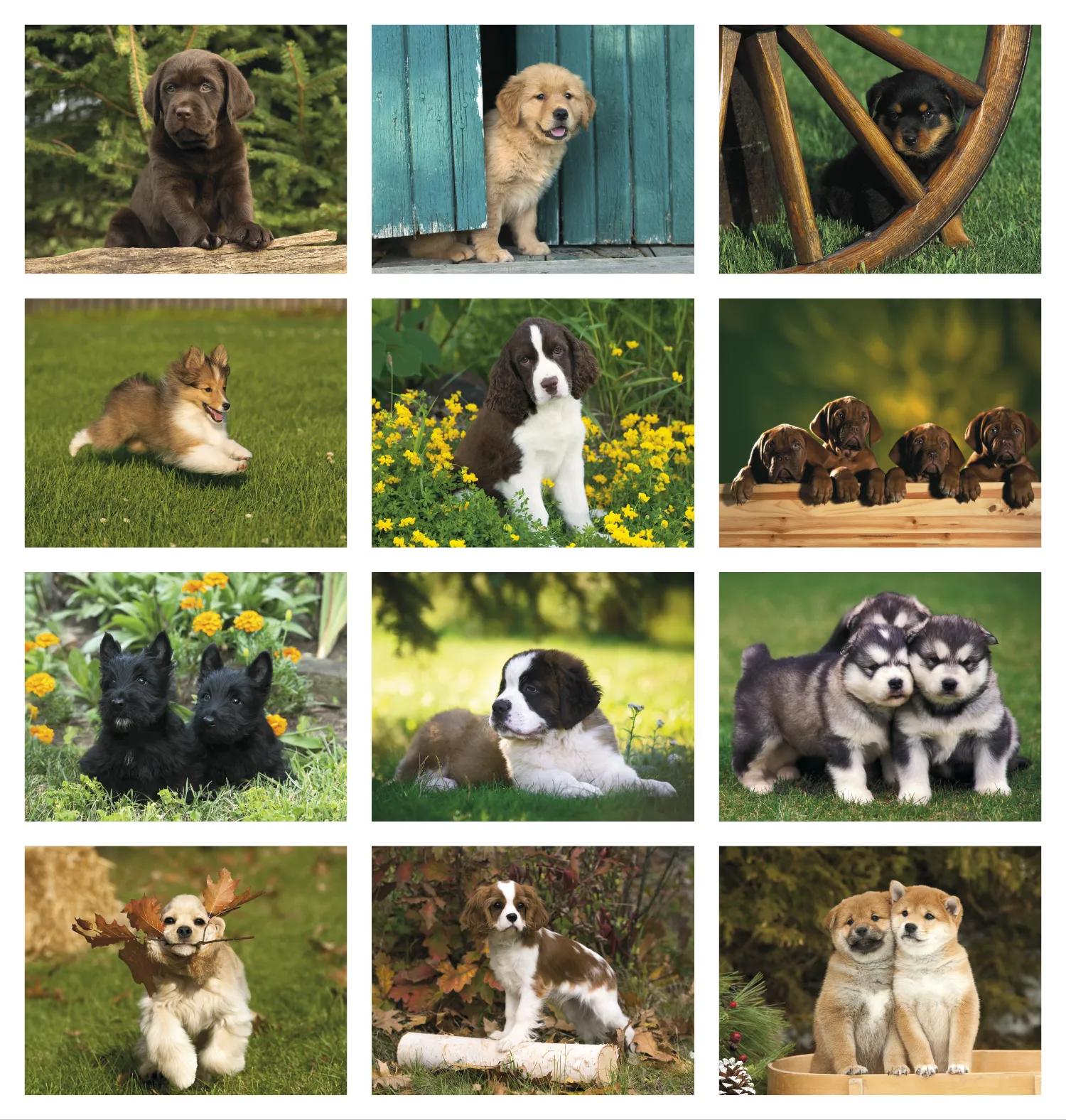 Puppies 3 of 84