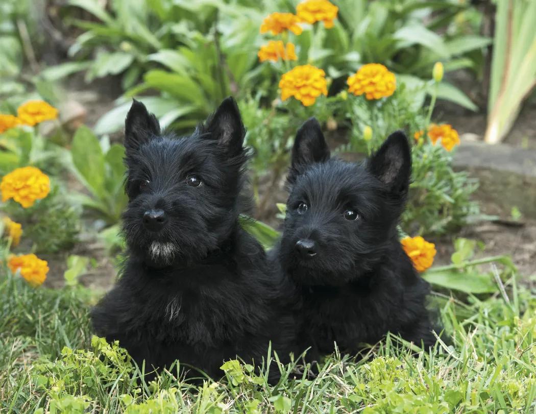Puppies 65 of 84