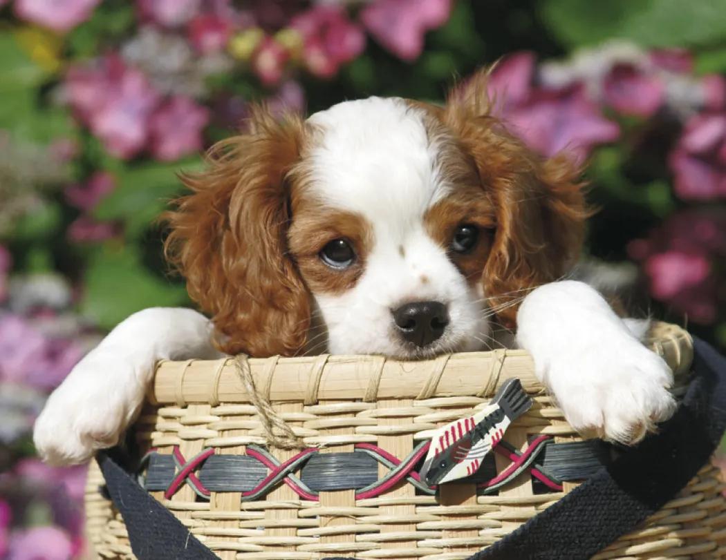 Triumph® Calendars Puppies Calendar 81 of 124