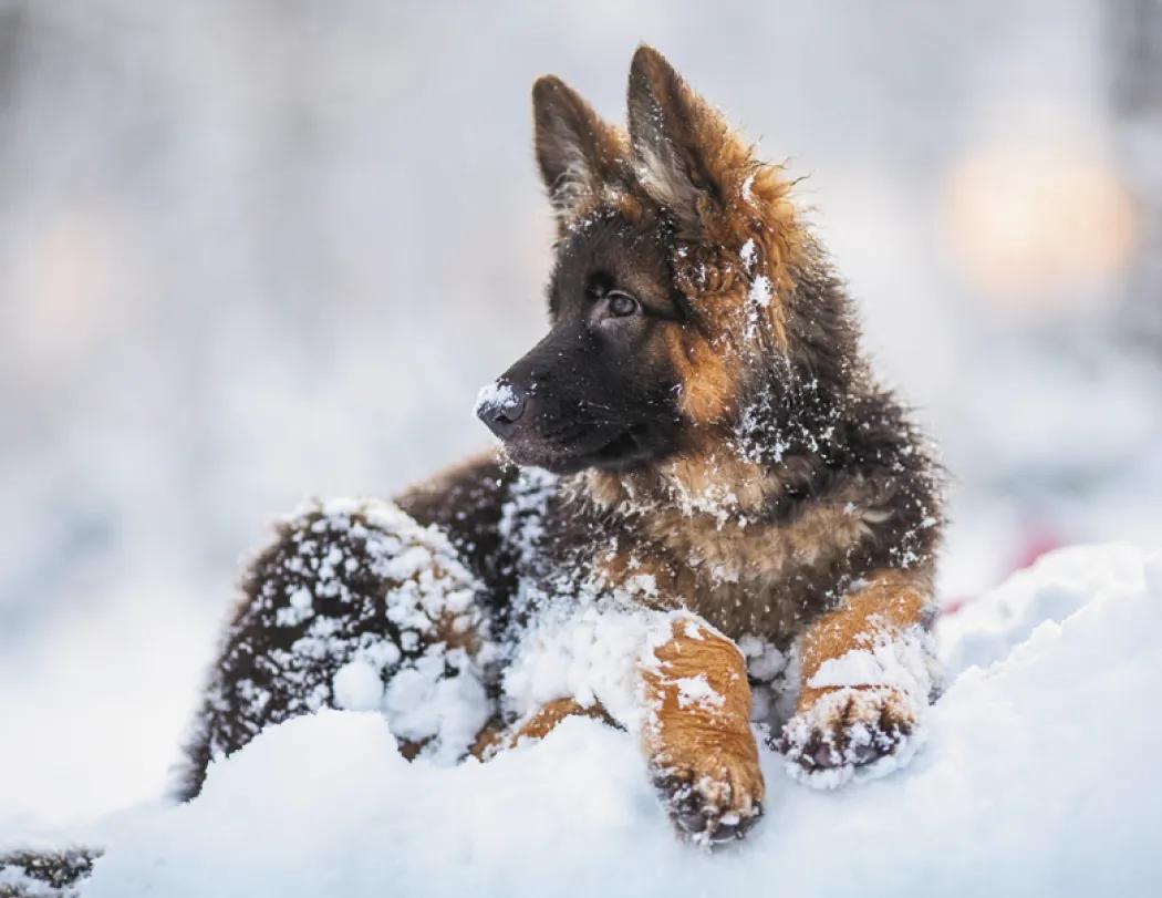 Triumph® Calendars Puppies Calendar 88 of 124