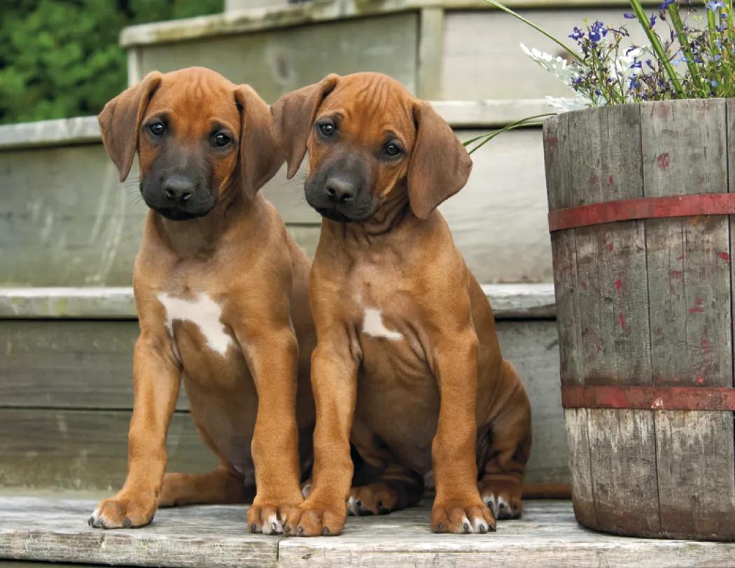 Triumph® Calendars Puppies Calendar 80 of 124
