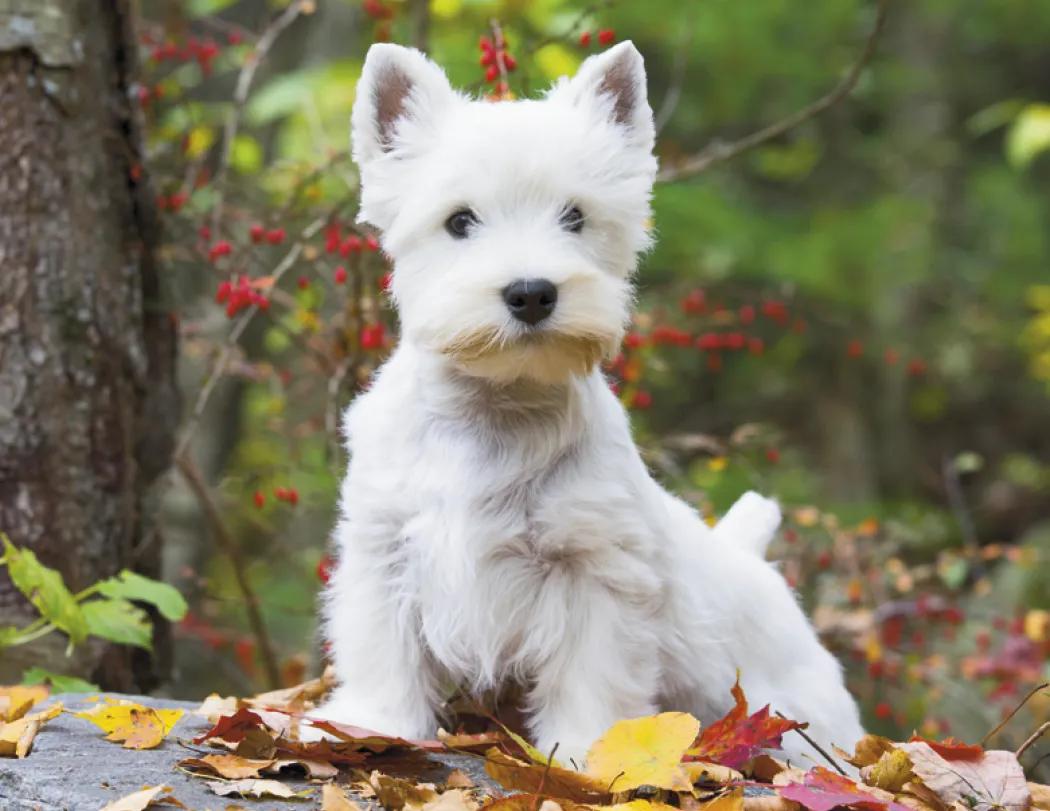Triumph® Calendars Puppies Calendar 86 of 124