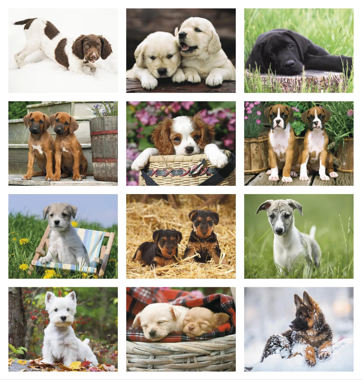 Triumph® Calendars Puppies Calendar 92 of 124
