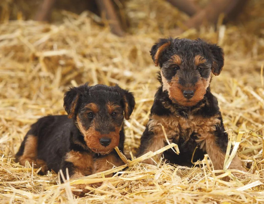 Triumph® Calendars Puppies Calendar 84 of 124