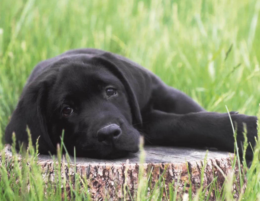 Triumph® Calendars Puppies Calendar 79 of 124