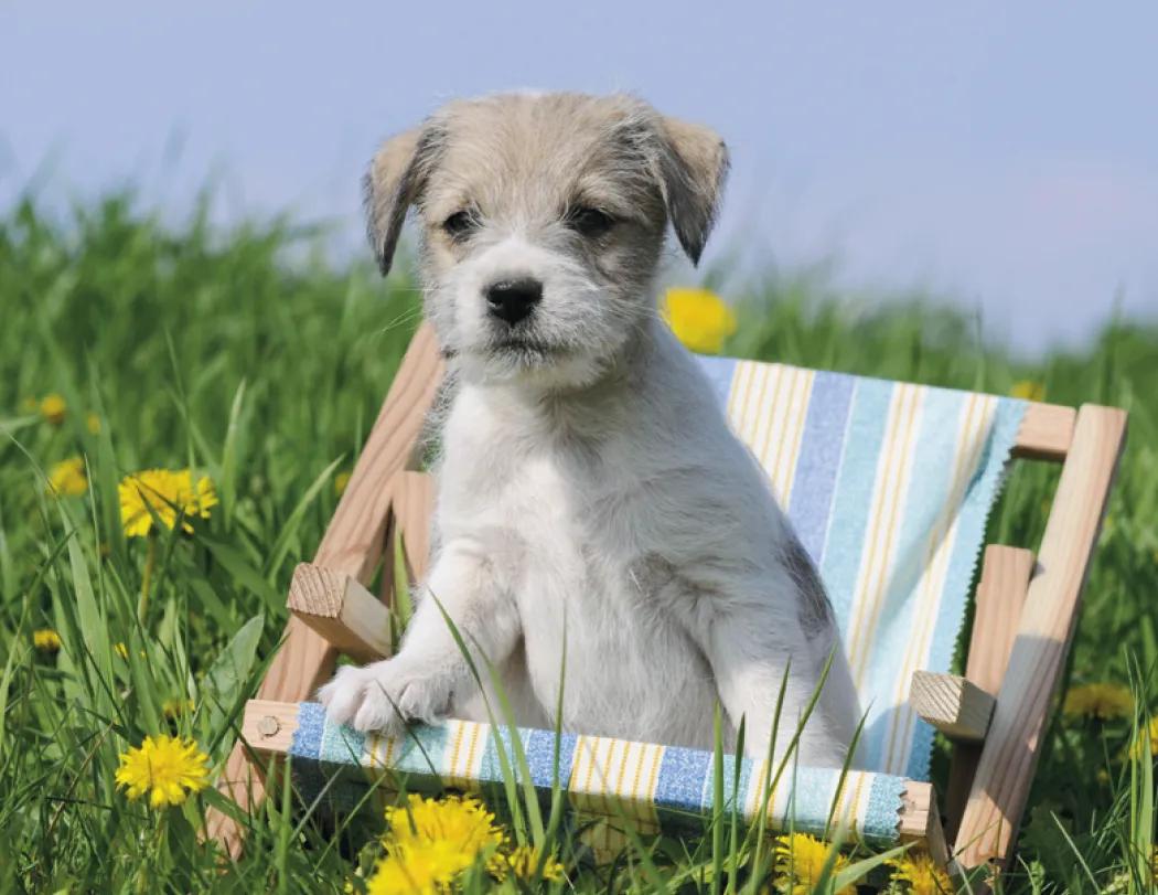 Triumph® Calendars Puppies Calendar 83 of 124