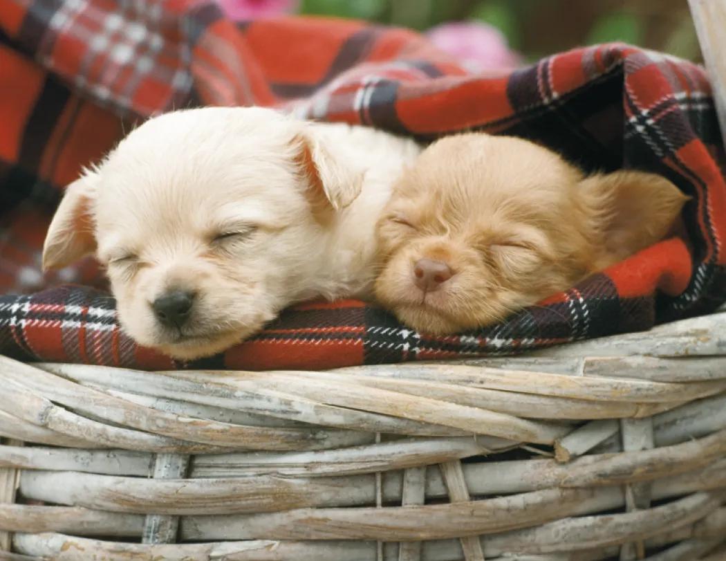 Triumph® Calendars Puppies Calendar 87 of 124