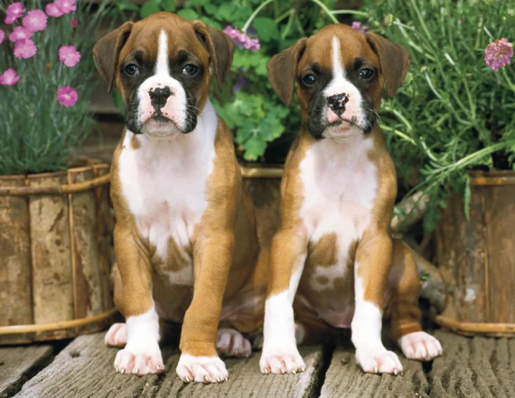 Triumph® Calendars Puppies Calendar 95 of 124