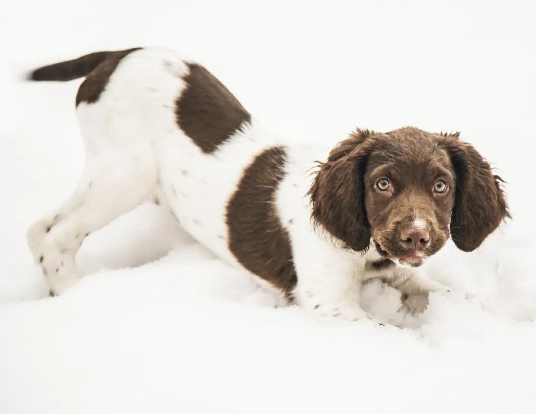 Triumph® Calendars Puppies Calendar 77 of 124