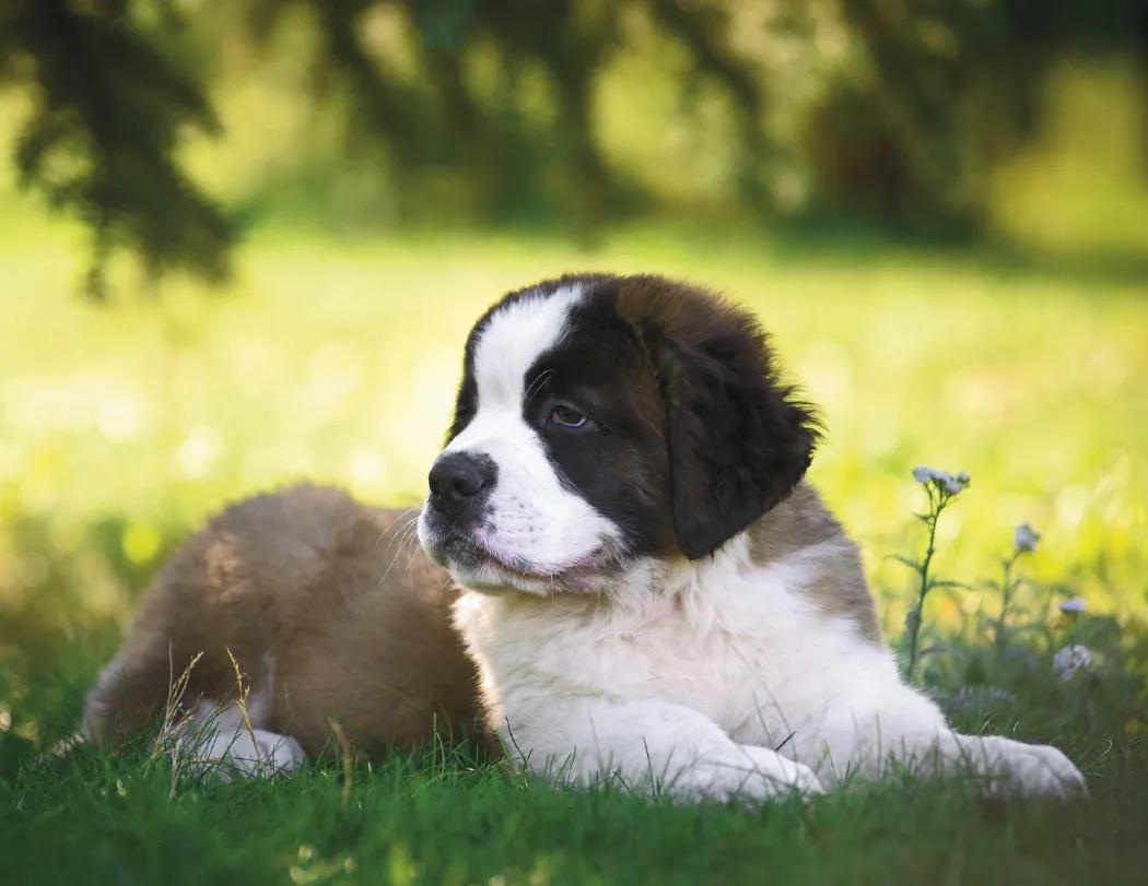 Puppies 70 of 84